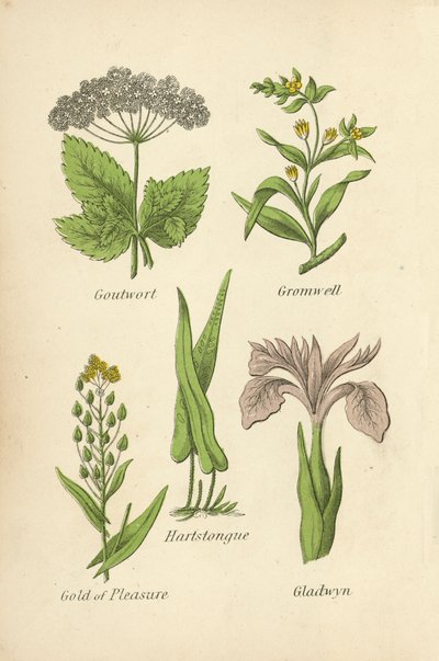 Giersch, Steinsame, Hirschzunge, Leindotter, Schwertlilie von English School
