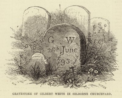 Grabstein von Gilbert White auf dem Friedhof von Selborne von English School