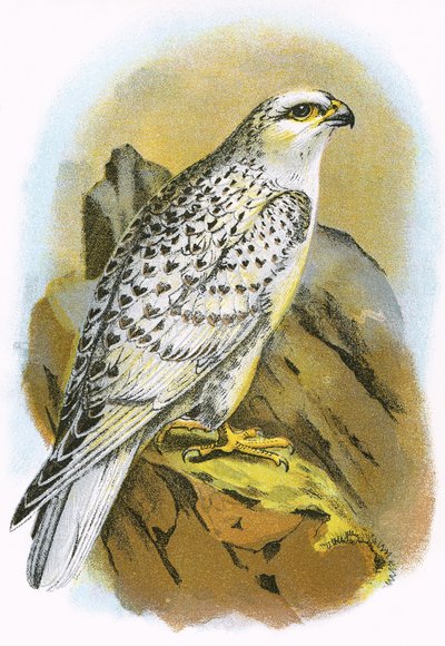Grönlandfalke von English School