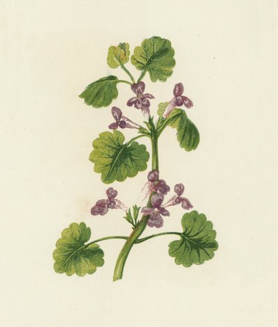 Gundermann, Glechoma Hederacea von English School