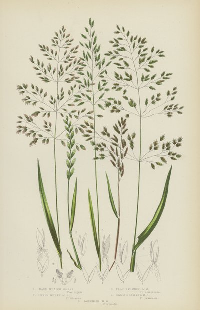 Hartes Wiesen-Gras, Zwerg-Weizen-Wiesen-Gras, Flachstängeliges Wiesen-Gras, Glattstängeliges Wiesen-Gras (Farblithografie) von English School