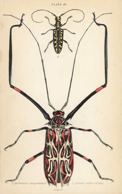 Harlekin-Käfer, Acrocinus longimanus 1, und Flachgesichtiger Langhornkäfer, Taeniotes subocellatus 2 von English School