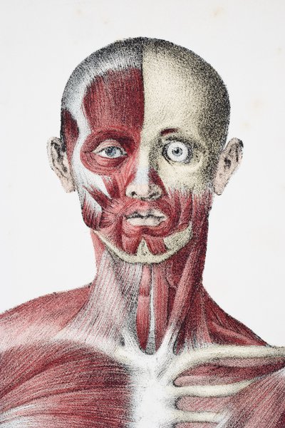 Kopf und Schultern des männlichen menschlichen Körpers, der Muskeln, Sehnen und Knochen zeigt, aus The Vessels of the Human Body, herausgegeben von Jones Quain und William Wilson, veröffentlicht von Taylor und Watson, London 1837 von English School