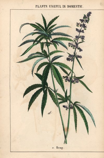 Hanf mit blauen Blüten, aus 