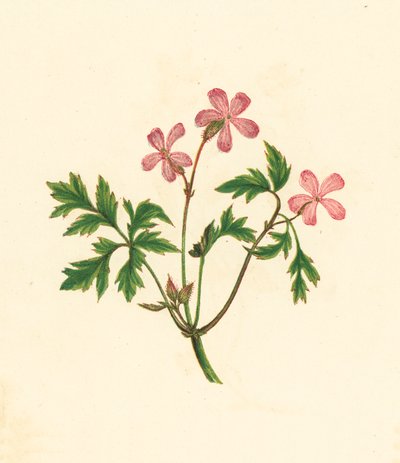 Storchschnabel, Geranium Robertianum von English School