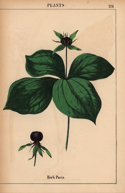 Vierblättrige Einbeere, aus "The Instructive Picturebook, or Lessons from the Vegetable World," [Charlotte Mary Yonge], Edinburgh von English School