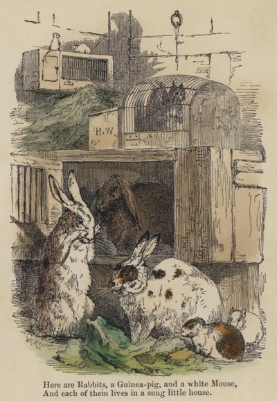 Hier sind Kaninchen, ein Meerschweinchen und eine weiße Maus, und jedes von ihnen lebt in einem gemütlichen kleinen Haus von English School