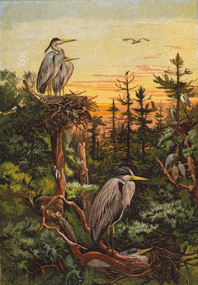 Reiher (Farblithografie) von English School