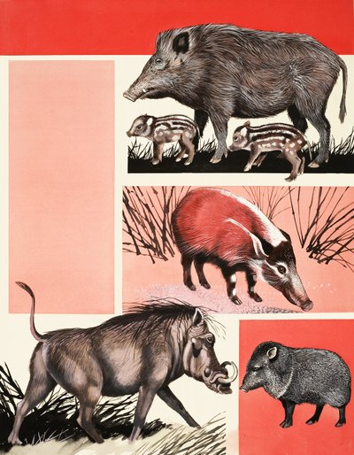 Montage von Schweinen und Wildschweinen von English School