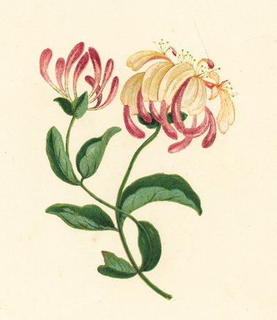 Geißblatt, Lonicera Periclymenum von English School