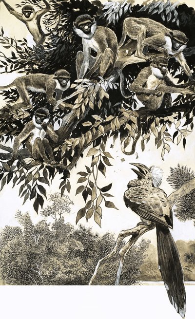 Hornvogel und Affen von English School