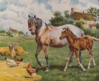 Pferd und Fohlen, Schafe und Hühner von English School