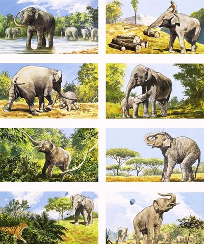 Wie ein Elefant seinen Rüssel benutzt von English School