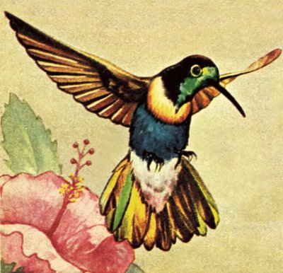 Kolibri von English School