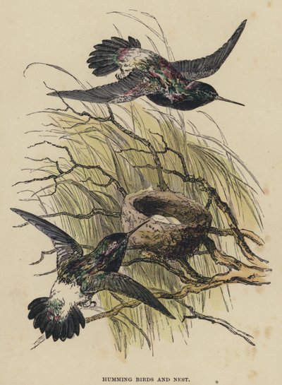 Kolibris und Nest (kolorierte Gravur) von English School