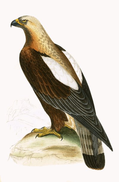 Kaiseradler, Illustration aus 