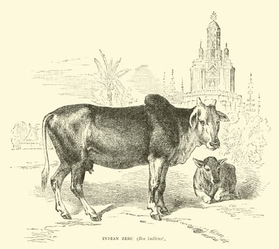 Indischer Zebu, Bos indicus von English School
