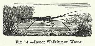 Insekt, das auf Wasser läuft (Gravur) von English School