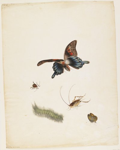 Insekten, ca. 1805 von English School