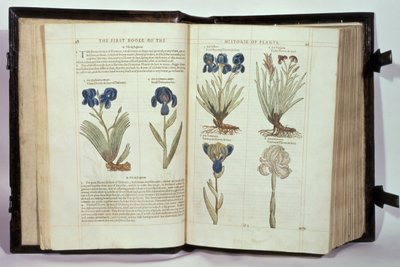 Iris (Schwertlilien), sechs Sorten aus 