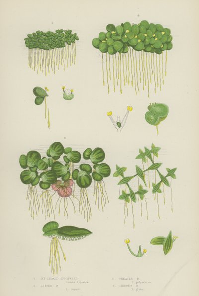 Efeublättrige Wasserlinse, Kleine Wasserlinse, Große Wasserlinse, Gibbous Wasserlinse von English School