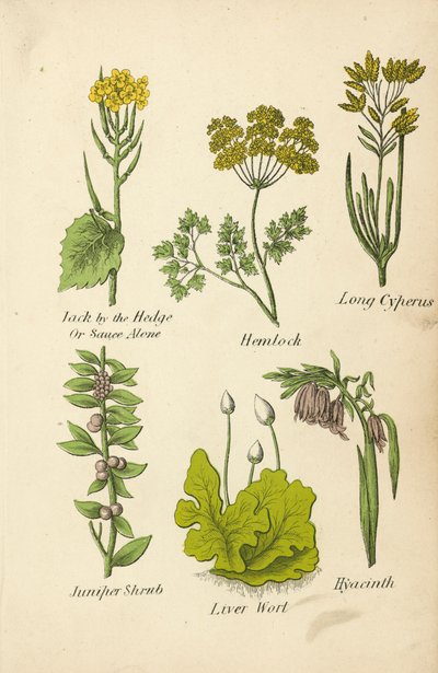 Knoblauchsrauke, Schierling, Zypergras, Wacholderstrauch, Lebermoos, Hyazinthe von English School