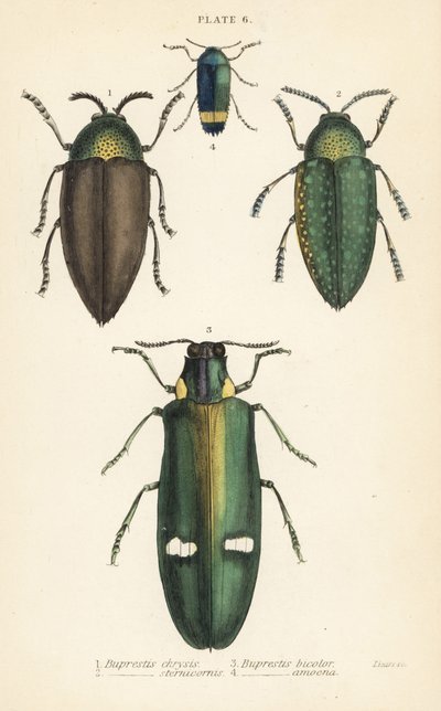 Prachtkäfer: Buprestis chrysis 1, Buprestis sternicornis 2, Buprestis bicolor 3, Buprestis amoena 4 von English School