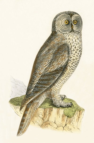 Lap-Eule, Illustration aus 