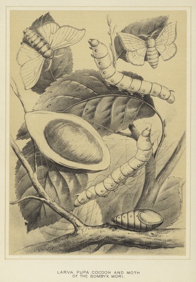Larve, Puppe, Kokon und Motte des Bombyx mori von English School