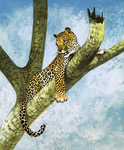 Leopard auf einem Baum von English School