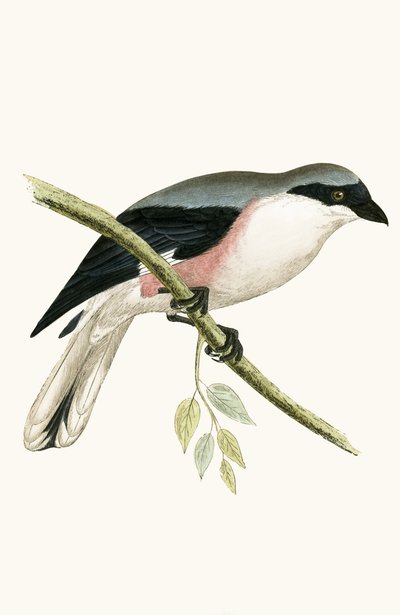 Raubwürger, Illustration aus 