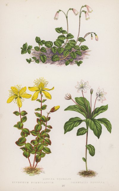 Linnaea Borealis; Hypericum Nummularium; Trientalis Europaea von English School