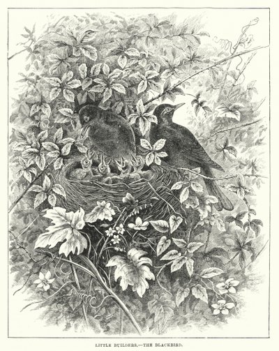 Kleine Baumeister, Die Amsel (Gravur) von English School