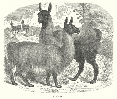 Lamas (Gravur) von English School