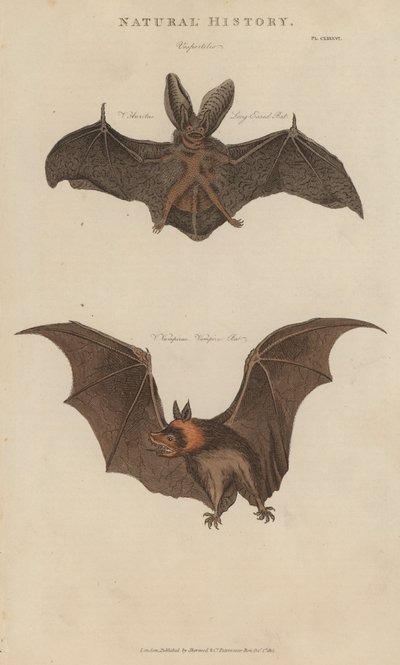 Langohrfledermaus und Vampirfledermaus von English School