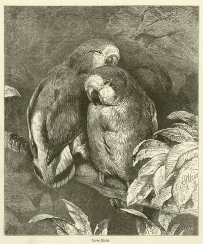 Liebesvögel von English School