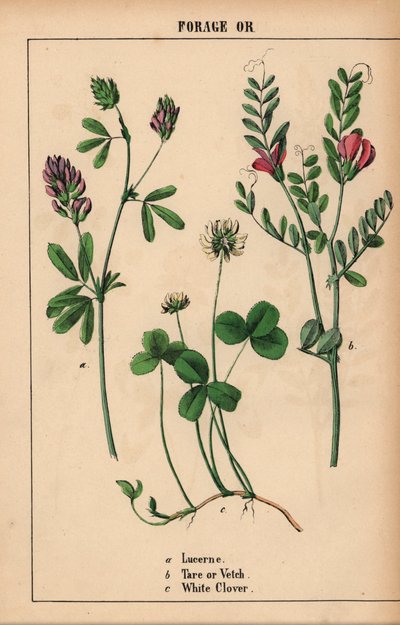 Luzerne, Wicke und Weißklee, aus 