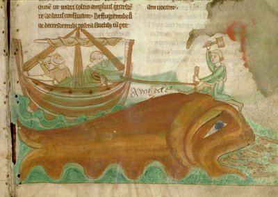 MS.254.f33r Ein Wal mit einem Seemann, der einen Pfahl in seinen Kopf schlägt, Detail aus einem englischen Bestiarium, frühes 13. Jahrhundert (Pergament) von English School