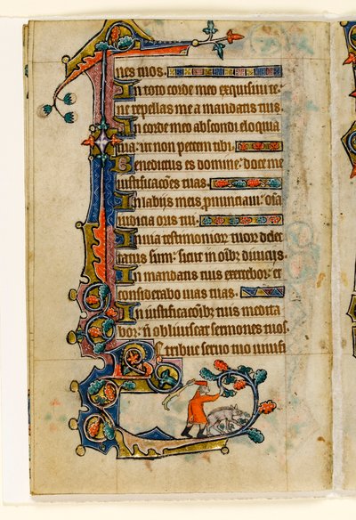 MS 1-2005, fol. 170v: Ein Schweinehirte, der Eicheln für ein Schwein herunterklopft, Randdekoration aus dem Macclesfield Psalter, Use of Sarum, Ostanglien, um 1330 von English School