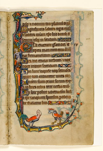 MS 1-2005, fol. 29r: Zwei vogelähnliche Grotesken, Randdekoration aus dem Macclesfield Psalter, Use of Sarum, Ostanglien, um 1330 von English School