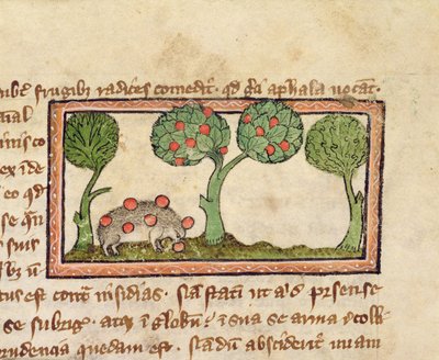 MS 379 f.13r Ein Igel, der Äpfel aufpickt, Detail aus einem Bestiarium, Englisch von English School