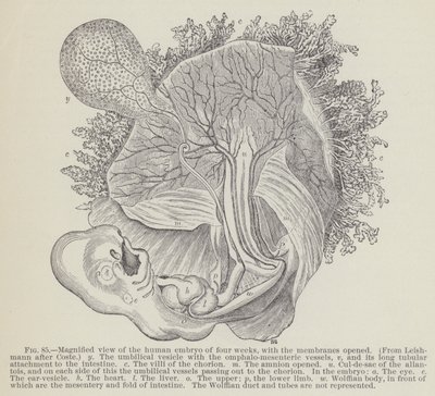 Vergrößerte Ansicht des menschlichen Embryos von vier Wochen, mit geöffneten Membranen von English School