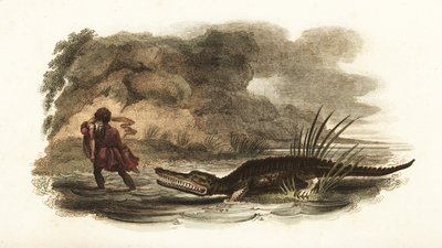 Mann rettet seine Frau aus den Kiefern eines Krokodils in einem Fluss, Philippinen von English School