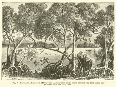 Mangrove (Rhizophora), mit Adventivwurzeln, die den Baum stützen, nachdem die ursprüngliche Wurzel abgestorben ist von English School