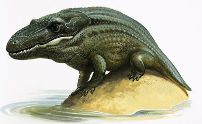 Mastodonsaurus von English School