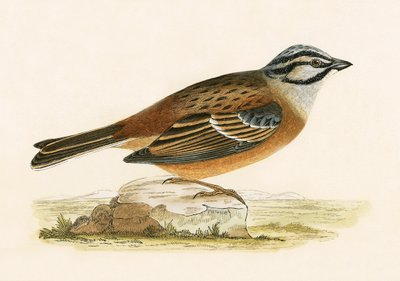 Rohrammer, Illustration aus 