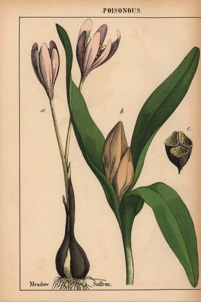Herbstzeitlose mit lila Blume, aus "The Instructive Picturebook, or Lessons from the Vegetable World," [Charlotte Mary Yonge], Edinburgh von English School