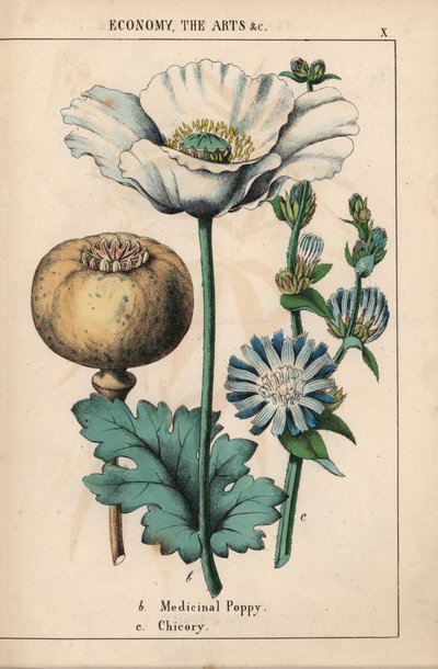 Medizinischer Mohn mit weißer Blüte und reifer Kapsel, und blaue Wegwarte, aus 