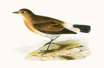 Menetries Steinschmätzer, Illustration aus 