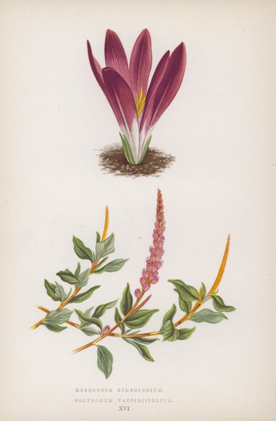 Merendera Bulbocodium; Polygonum Vaccinifolium von English School